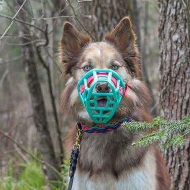 Muselière modèle Tolly grise