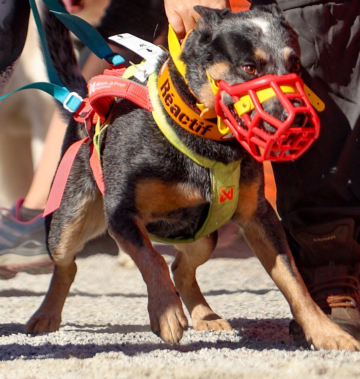 Panneau Réactif pour collier en cuir 1.5''
