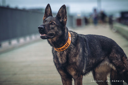 Collier matelassé à panneau en cuir 1.5''