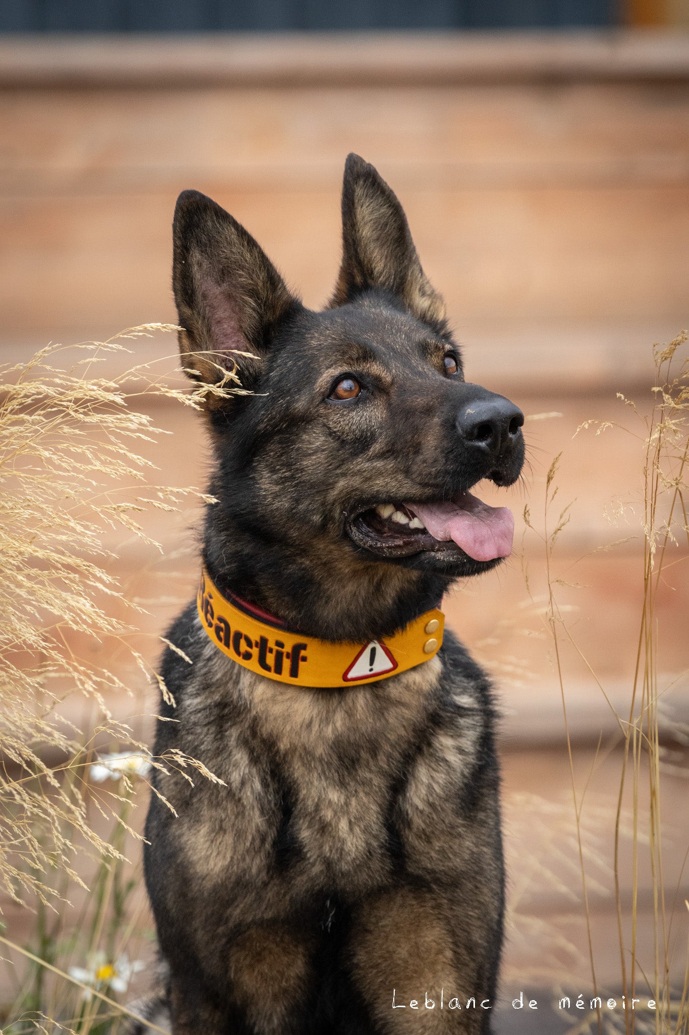 Collier à panneau en cuir 1.5''