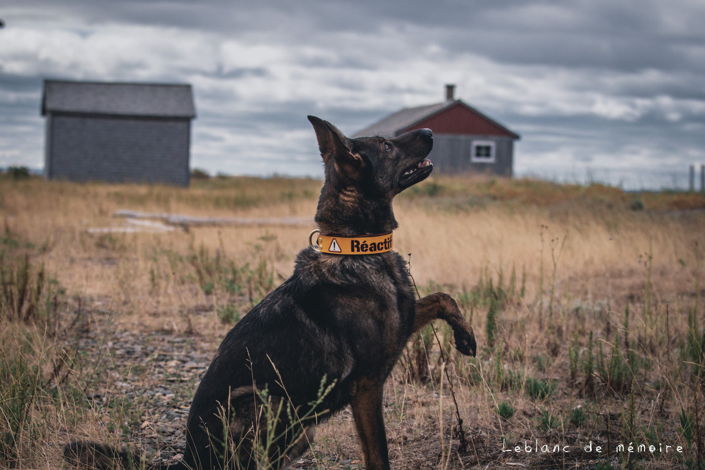 Collier matelassé avec poignée en cuir 1.5''