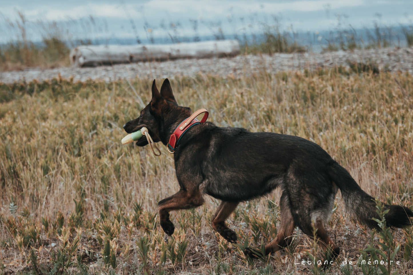 Collier matelassé avec poignée en cuir 1.5''